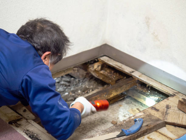 Home Mold Removal in Swifton, AR